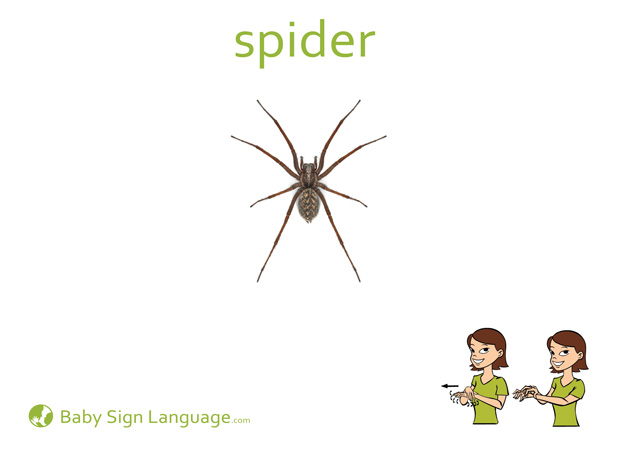 Spider Baby Sign Language Flash card