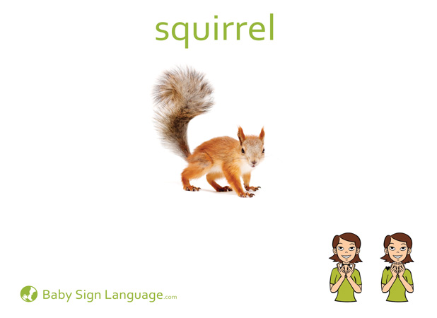Squirrel Baby Sign Language Flash card