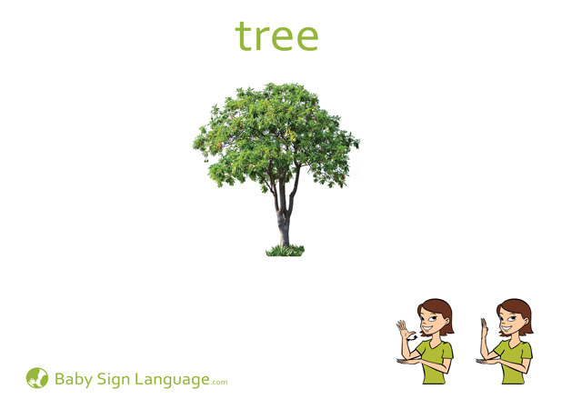 tree Baby Sign Language Flash card