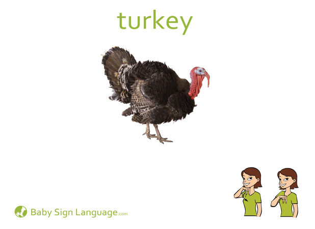 Turkey Baby Sign Language Flash card