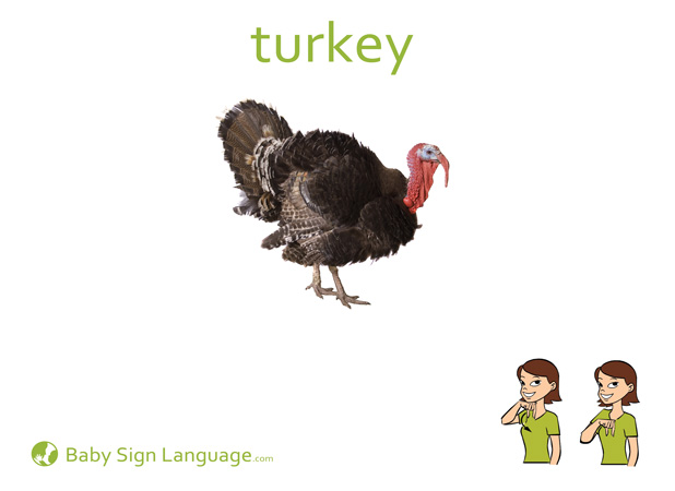 Turkey Flash Card