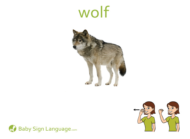 Wolf Baby Sign Language Flash card