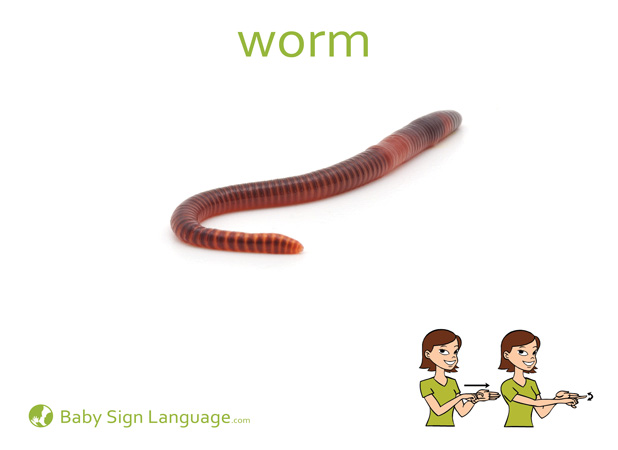 Worm Baby Sign Language Flash card