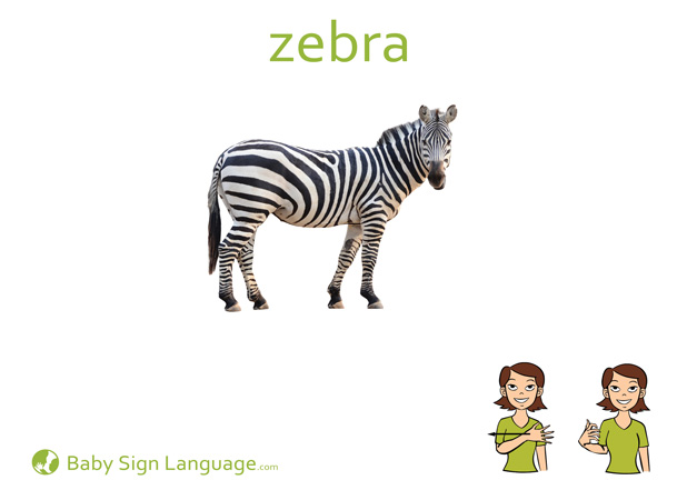 zebra Baby Sign Language Flash card